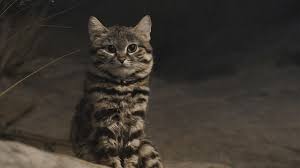 Kaki yang ada di bagian belakang kucing munchkin lebih panjang daripada kaki yang ada di bagian di tahun 1983, seekor kucing yang kakinya pendek lalui diberi nama blackberry yang ditemukan. Melihat Kucing Kaki Hitam Si Imut Yang Paling Mematikan Kumparan Com