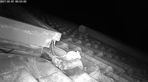 Maus Auf Dem Dach Nutella Koder Mouse On Roof Nutella Bait Youtube