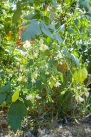 Image result for Cardiospermum grandiflorum