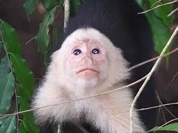 Hotel Nayara Springs