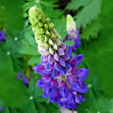 Image result for Lupinus
