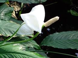 It has white flowers, and is bearing some kind of prickly fruits. Free Plant Identification Plants House Plants White Flowering Plants