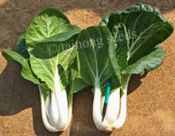 I made this recipe and kept it warm for potluck but once green bokchoy turned all brown when took the cover off… Pak Choi White Stem å°ç™½èœ Tainong Seeds Inc