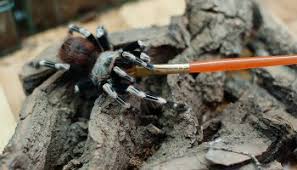 The african penguin has a black back and flippers, black feet, and a black face ´mask´ with white surrounding it. Costa Rican Zebra Tarantula Aphonopelma Seemanni Tarantula Friendly