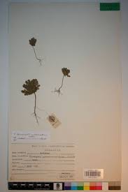 Image result for Biophytum umbraculum