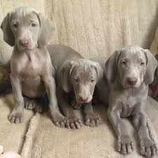 Puppyfinder.com is your source for finding an ideal weimaraner puppy for sale in usa. Weimaraner Puppies For Sale Bitches Only Dartford Kent Pets4homes