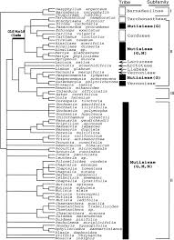 Image result for Pasaccardoa
