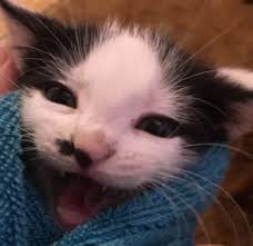 The journey isn't over after your animal is adopted. Home Animal Friends Connection Humane Society