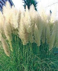 White Pampas Grass Seeds Pink Pampas Grass Seeds Cortaderia Etsy In 2021 Pampas Grass Seed Grass Seed Pink Pampas Grass