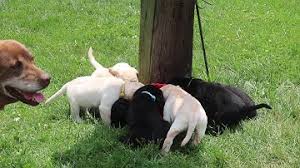 At toronto labrador puppies we place a lot of importance on socialization. Lab Puppies For Sale Near Appleton Wi