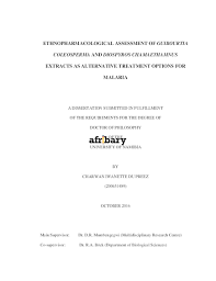 Image result for Diospyros chamaethamnus