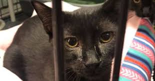 Let him bleed to death he still dies and you fight the families and lose rep. Humane Society Seizes Dozens Of Cats As Part Of Neglect Investigation