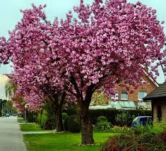The almond tree grows from 15 to over 30 ft in height; Adding Flowering Ornamental Trees To Your Landscape