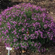 Image result for Vernonia turbinella