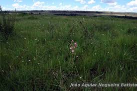 Image result for Orthochilus ruwenzoriensis