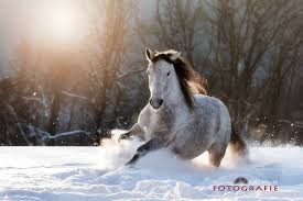 yo c 8702 lipizzaner im schnee galopp pferdefotografie pferde fotografie pferdefotos