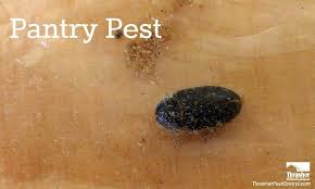 Sai dham nagar, mumbai, maharashtra. What S Crawling In The Pet Food Thrasher Termite Pest Control
