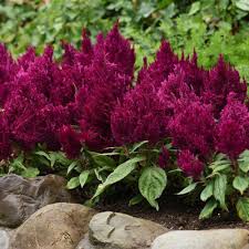 Image result for Celosia