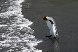 King Penguin Colony Shrinks 90 Per Cent 5 Reasons For The Population Collapse Europe News Top Stories The Straits Times