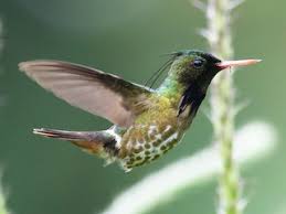 Image result for Commicarpus helenae