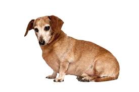 Canidae pure healthy weight chicken & pea recipe dry food. Overweight Dog Learn More About This Issue