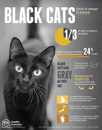 The cat fanciers' association (cfa) recognizes 22 cat breeds that can come with solid black coats. Seattle Humane Society To Celebrate Black Friday By Waiving Adoption Fees For Black Cats I Can Has Cheezburger