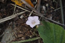 Image result for Convolvulus farinosus