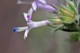 Image result for Polysphaeria multiflora