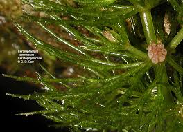Image result for Ceratophyllaceae