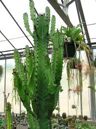 Image result for Euphorbia confinalis