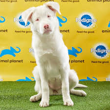 The 17th annual puppy bowl is today, just before tonight's super bowl 2021, and arguably the better of see odds, lines, and picks for puppy bowl 17 between team fluff and team ruff, including analysis for puppy bowl mvp on february 7th, 2021 at. 2019 Mvp Named In Puppy Bowl Xv Ign
