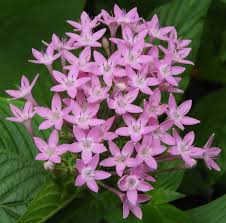 Image result for Pentas lanceolata