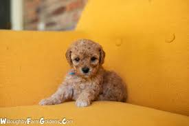 Mini goldendoodles are a joyful companion that are loyal, brave and obedient and, most of all, it enjoys human company. Cinderella The Micro Mini Goldendoodle Puppies Goldendoodle Doodle Puppy