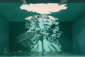 Image result for Tragia okanyua