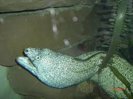 Gestifteten tiere aus der menagerie und der fasanerie im tiergarten. Berliner Zoo Aquarium Berliner Zoo Aquarium Foto 199891 Auf Taucher Net