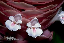 Image result for Zingiberaceae