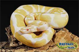 Albino Ball Pythons For Sale At Reptiles By Mack Ball Python Ball Python Morphs Python