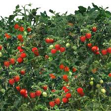 Cherry full grown tomato plant. Mighty Mini Cherry Tomato Seed Pod Kit 9 Pod