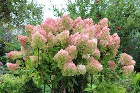 Image result for Gaertnera paniculata