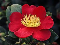 The yuletide camellia is a classic camellia sasanqua variety that ushers the christmas season into your landscape with style! Camellia Sasanqua Yuletide Single Brilliant Fiery Red With Center Yellow Stamens Zone 7 Yuletide Camellia Camellia Sasanqua Fall Plants