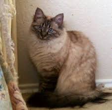 Joon An Elegant Lynx Point Available Through Austin Siamese Rescue Cats Pretty Cats Animals