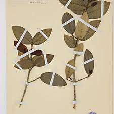 Image result for Chionanthus foveolatus