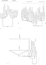 Image result for Eriocoelum microspermum