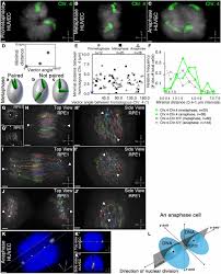 Check spelling or type a new query. Mitotic Antipairing Of Homologous And Sex Chromosomes Via Spatial Restriction Of Two Haploid Sets Pnas