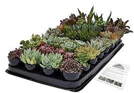 Why buy succulents from succulent market. Buy And Shop For Succulents Online Debra Lee Baldwin
