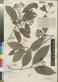 Image result for Leptactina platyphylla