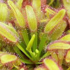 Drosera Capensis Wide Leaf Cape Sundew Curious Plant Carnivorous Plants Plants Sundew Plant