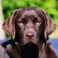 Hutchinson Kennel Club, Inc. Fast Cat Trial