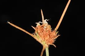 Image result for Bulbostylis trabeculata