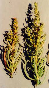 Image result for Suaeda